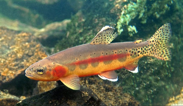 Where can I fly fish for Golden Trout in California
