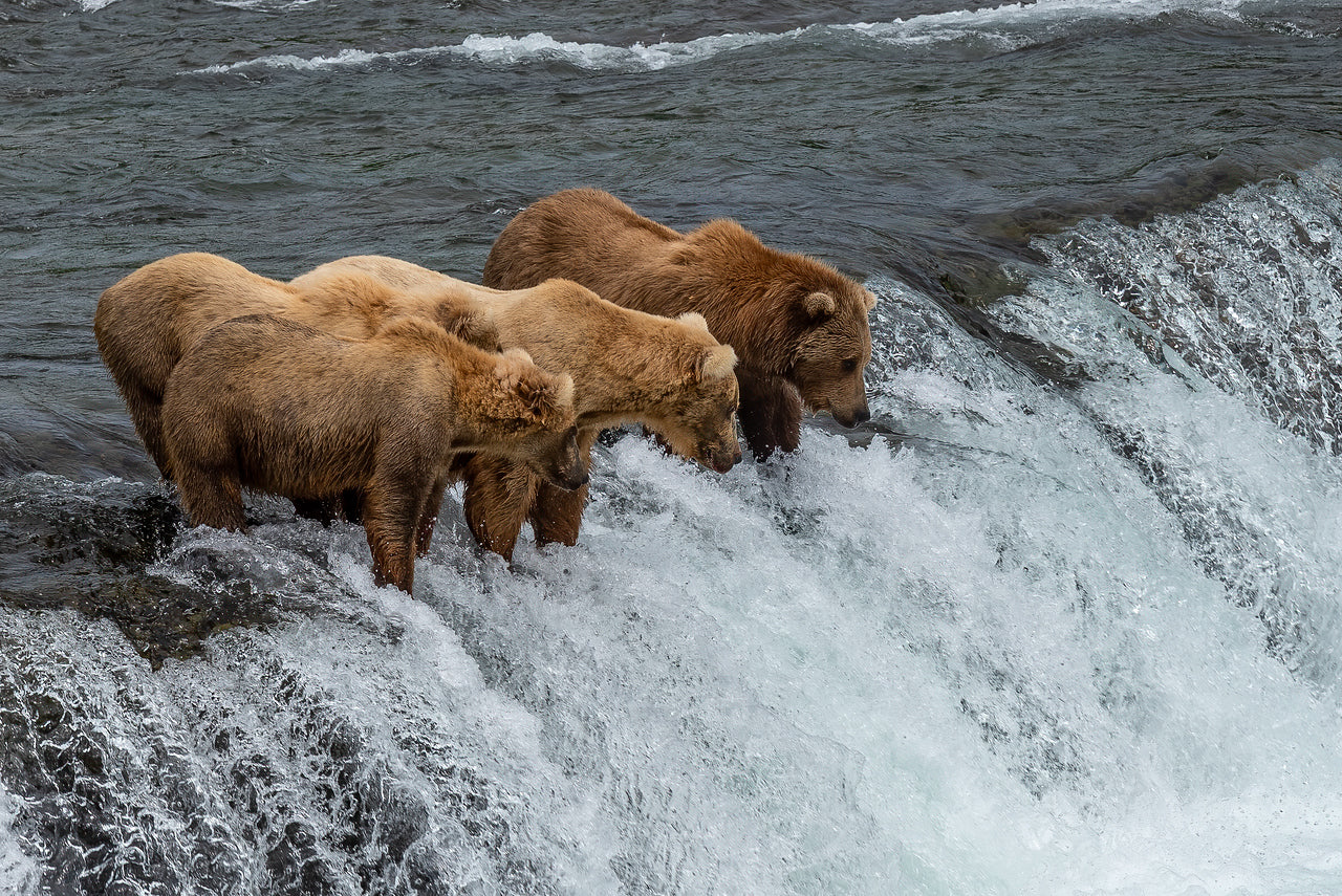 Royal Wolf Lodge - Alaska