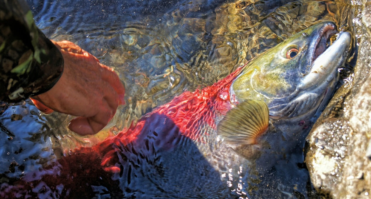 Tal - Adventures Lodge - Alaska