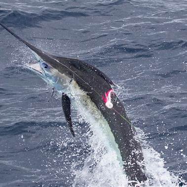Blue Marlin