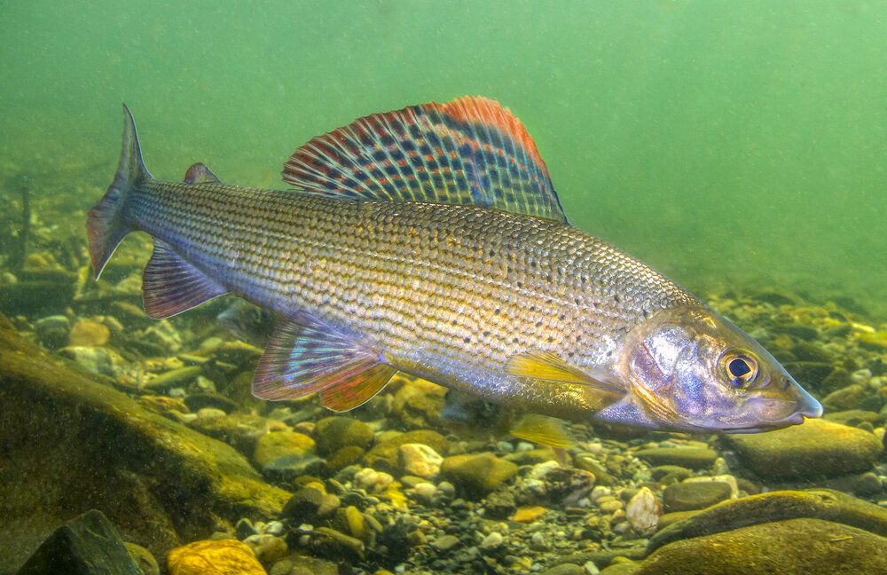 Adriatic Grayling