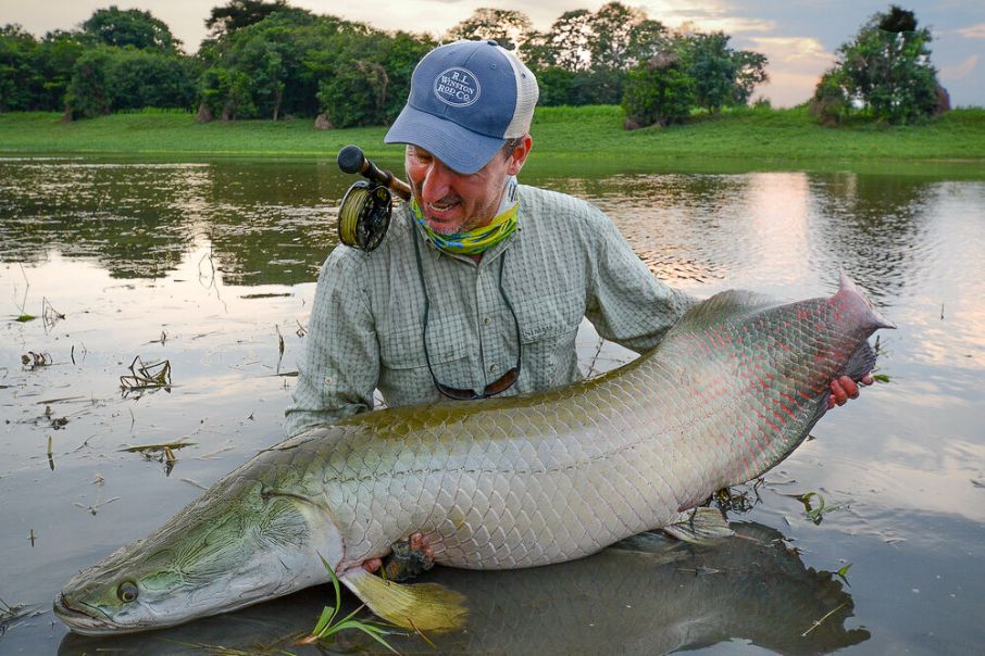 Arapaima