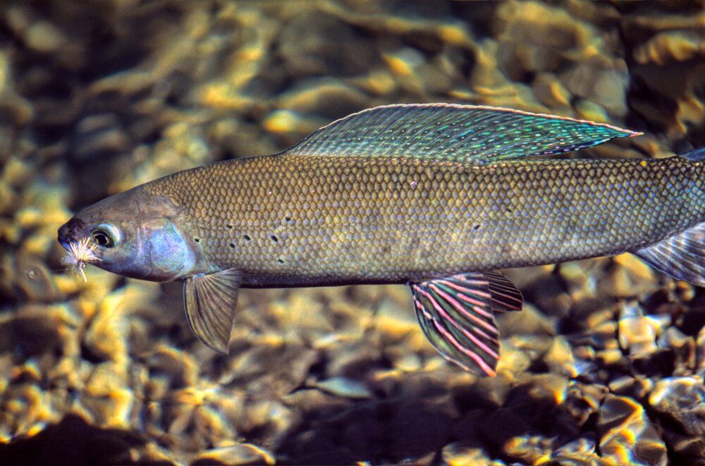 Arctic Grayling