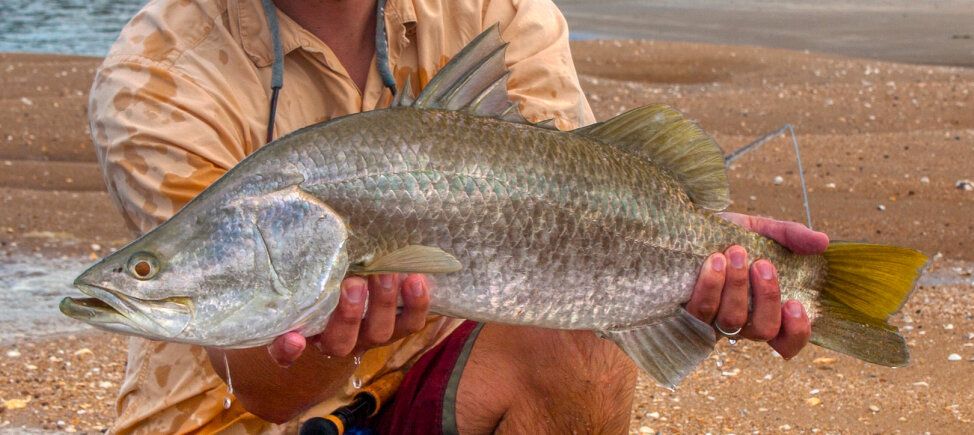 Barramundi