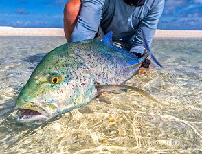 Bluefin Trevally