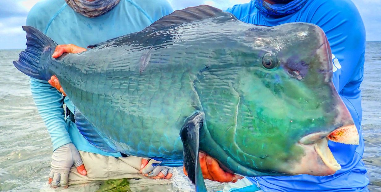 Bumphead Parrotfish