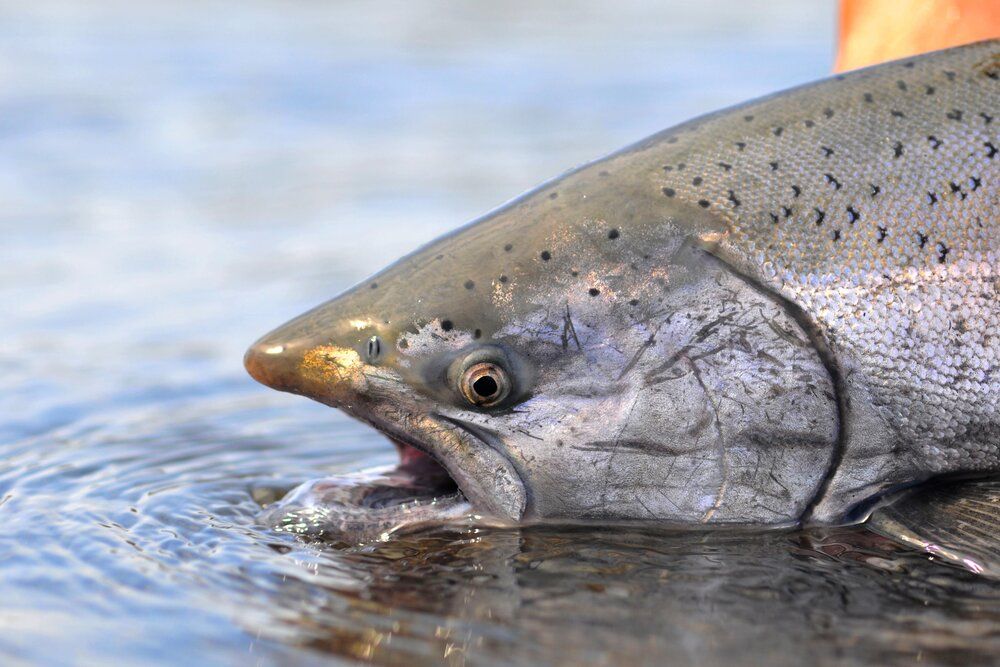 Chinook Salmon