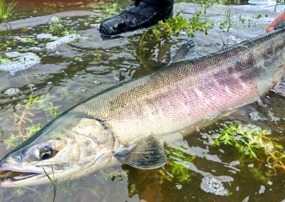 Chum Salmon