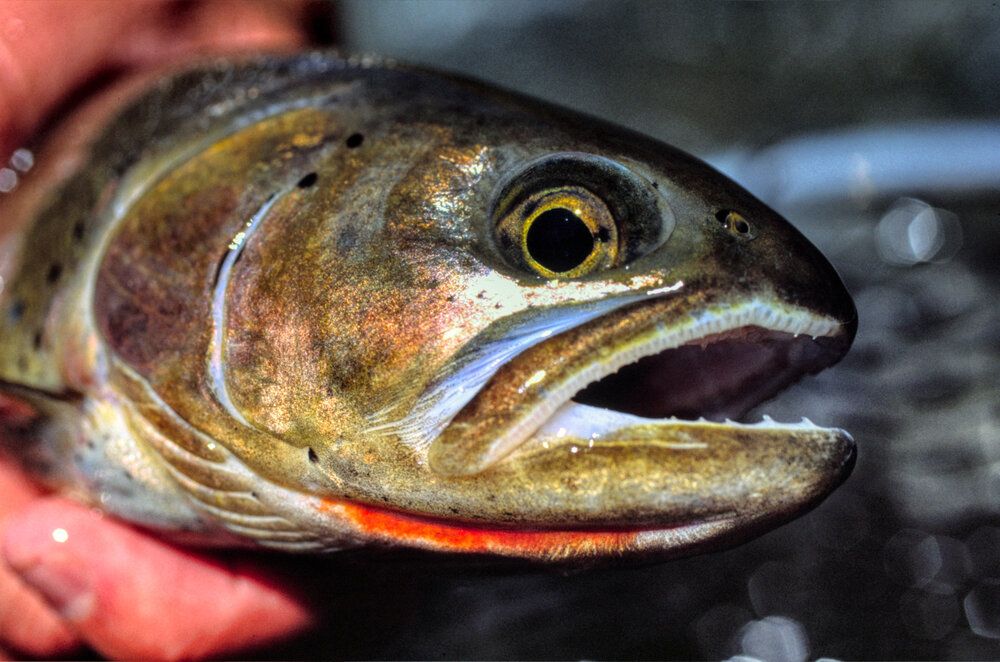 Cutthroat Trout