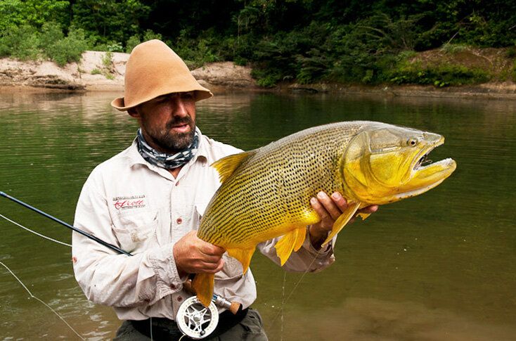 Golden Dorado