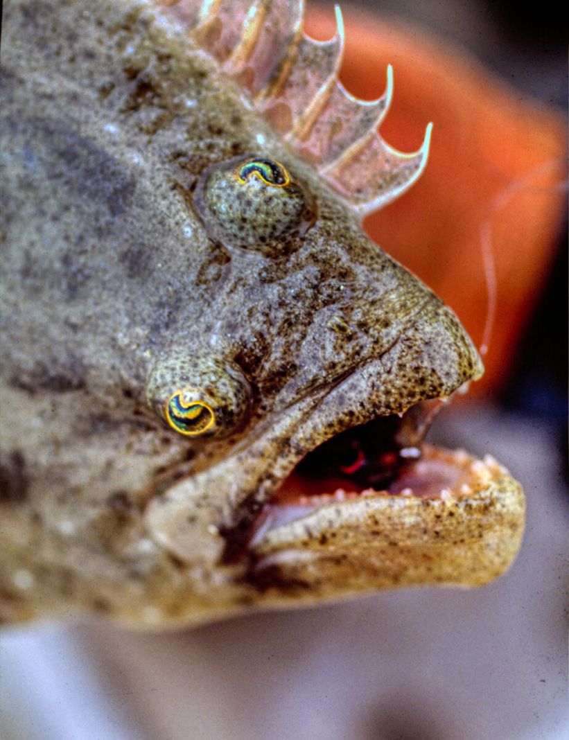 Halibut
