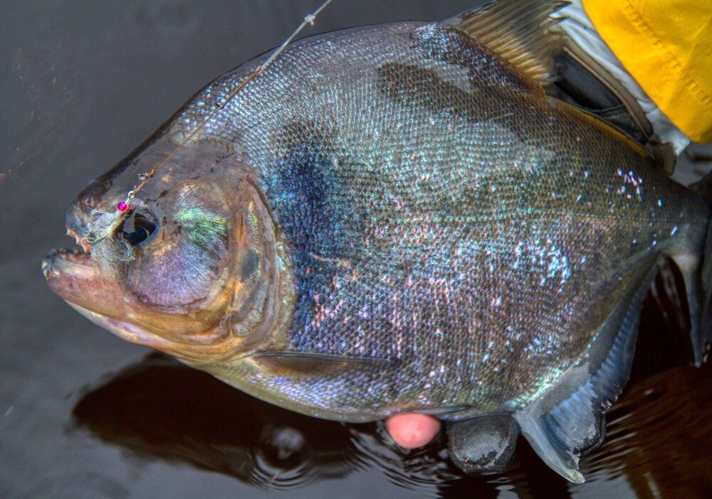 Piranha
