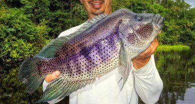 Rainbow Bass