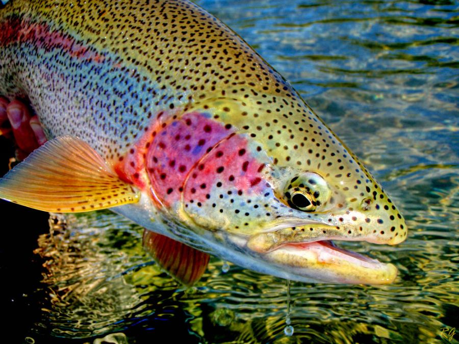 Rainbow Trout