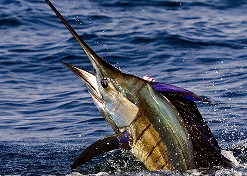 Sailfish