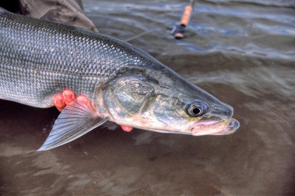 Sheefish