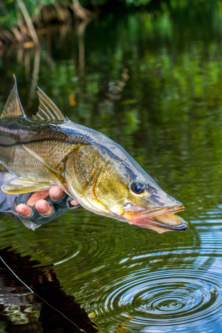 Snook