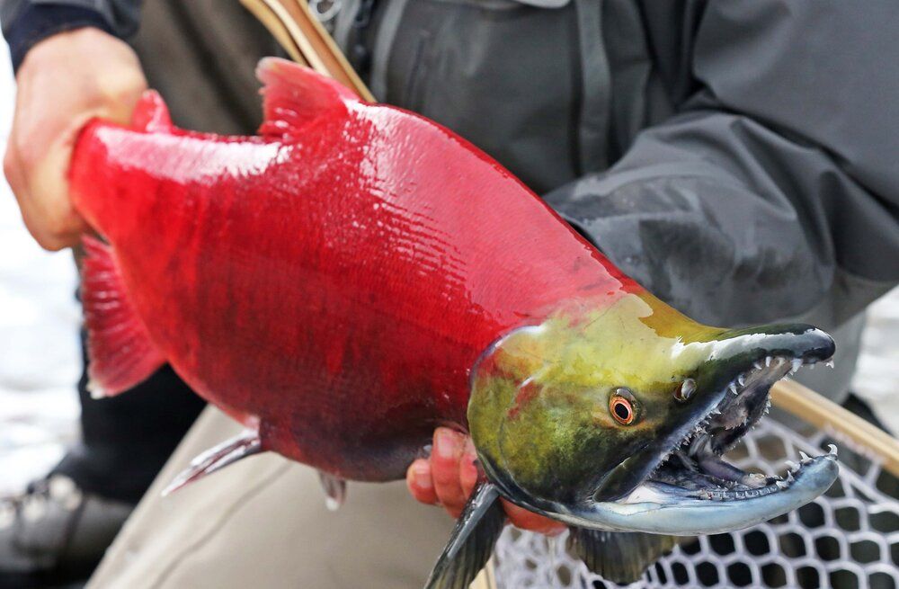 Sockeye Salmon