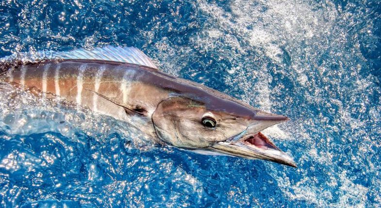Wahoo