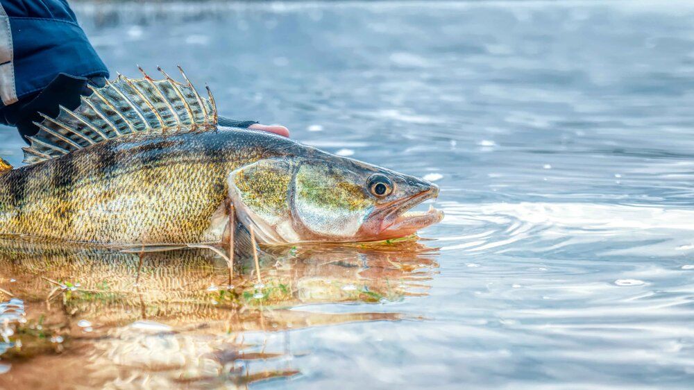Walleye