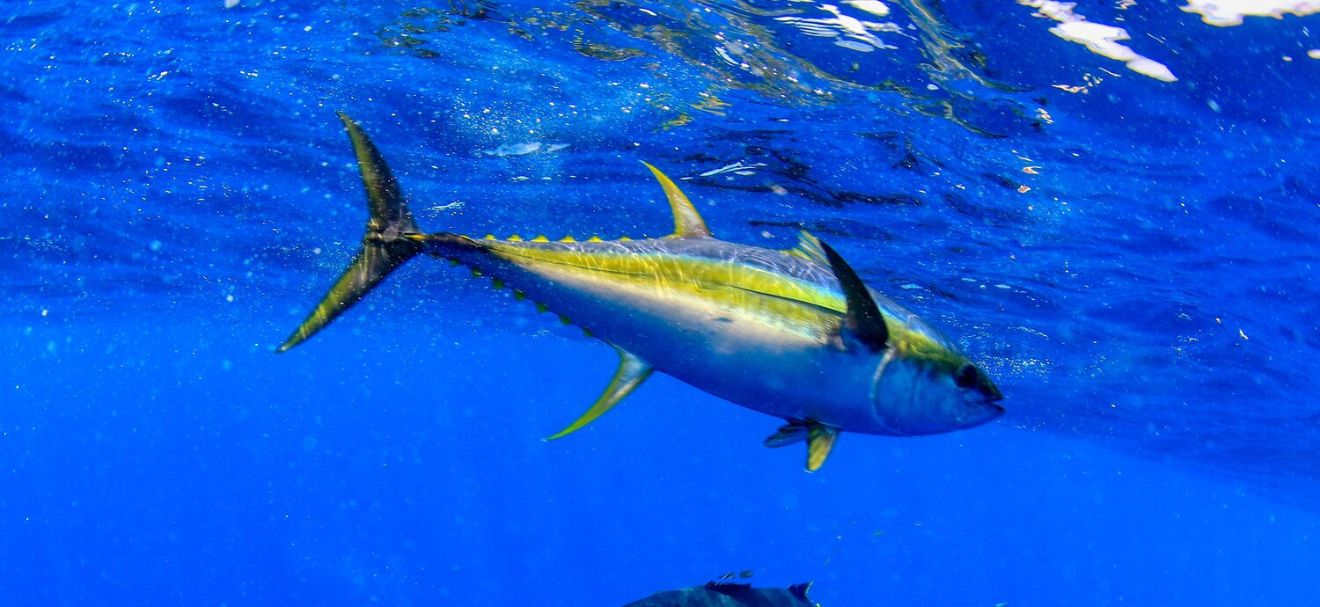 Yellowfin Tuna Fish Underwater in Ocean Stock Photo - Image of
