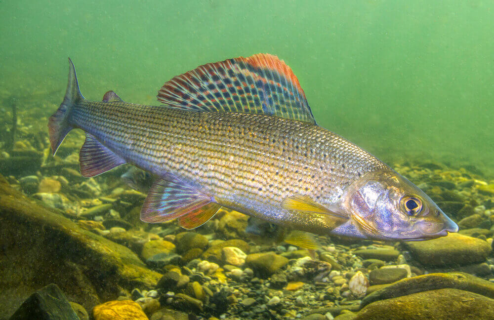 Species Example