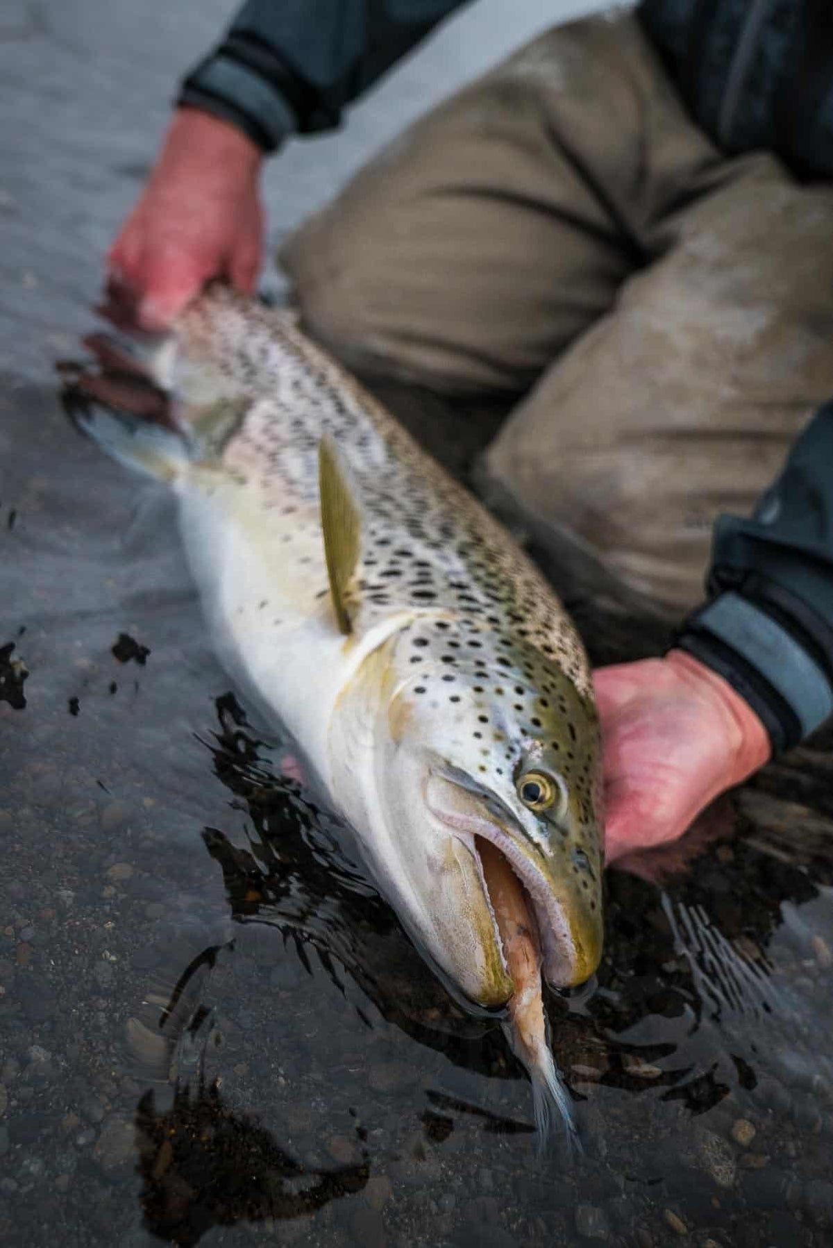 Lake Thingvallavatn - Full Service