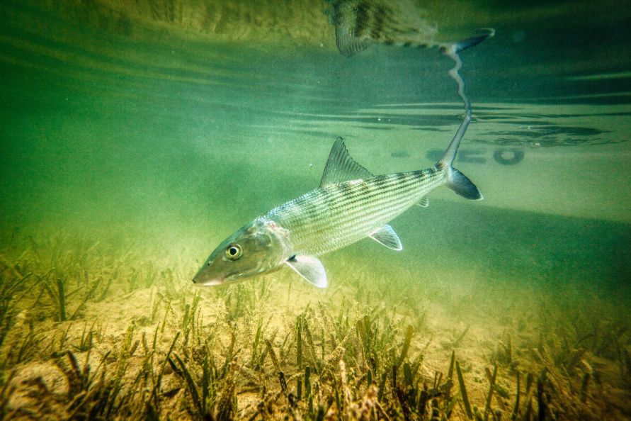 FLY FISHING FOR BONEFISH