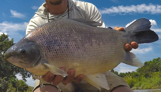 African Pacu (Ndungu)