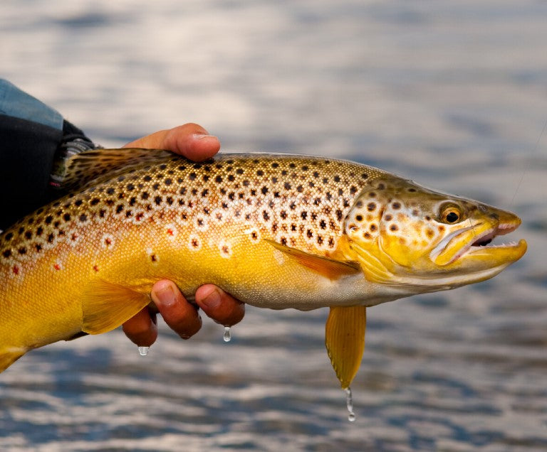 Henry's Fork Lodge - Idaho