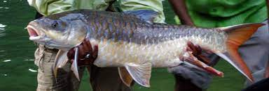 Chocolate Mahseer