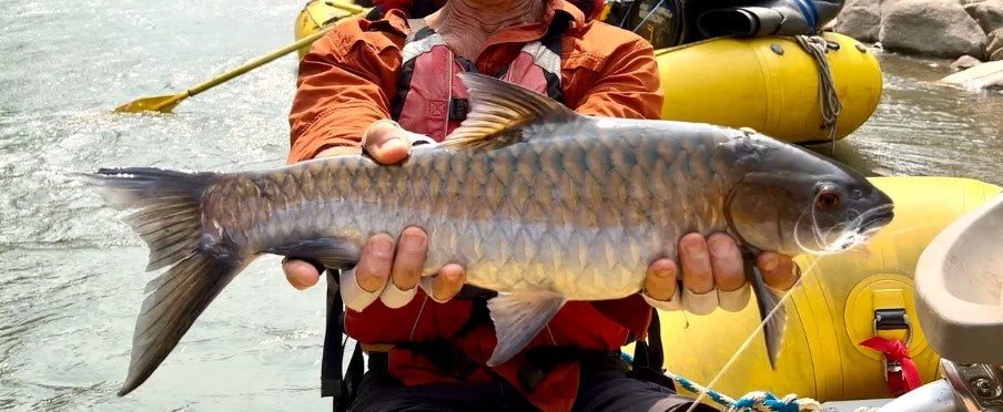 Chocolate Mahseer