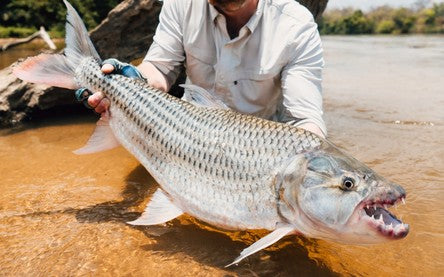 Tigerfish