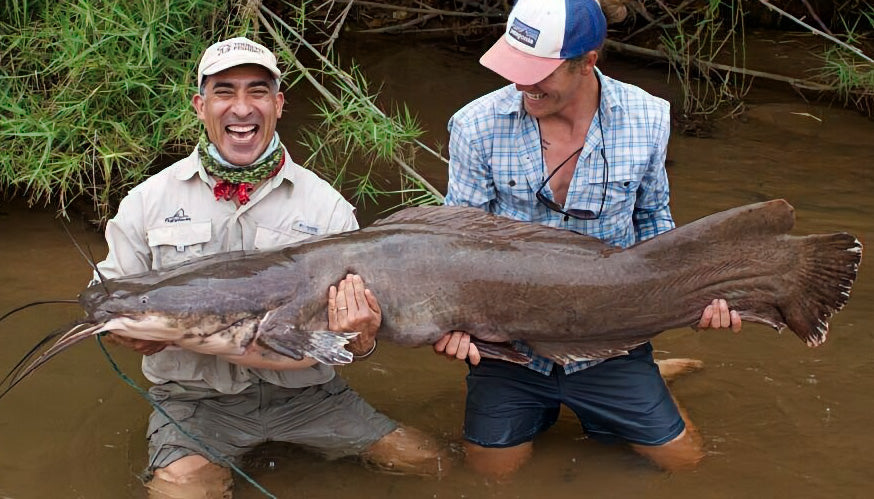 Vundu (Catfish)