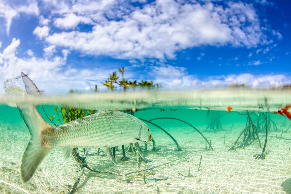 Bair's Lodge, South Andros-Bahamas