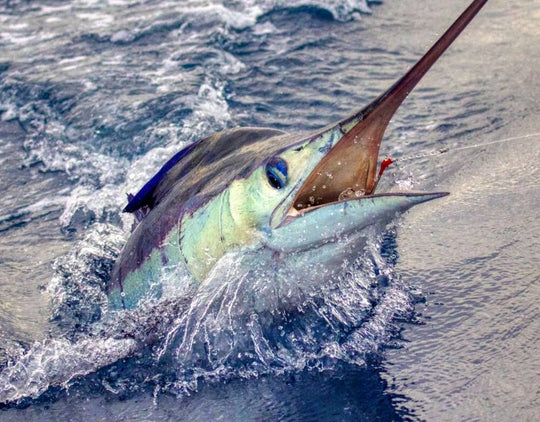 Black Striped Marlin
