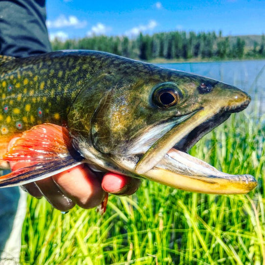 Brook Trout