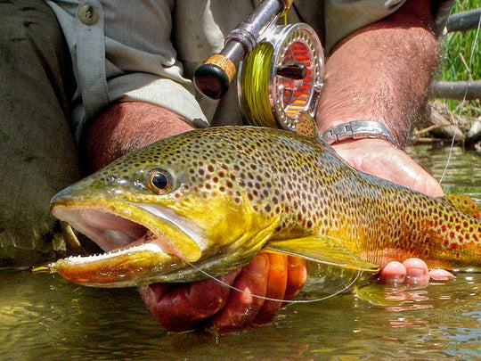 Brown Trout