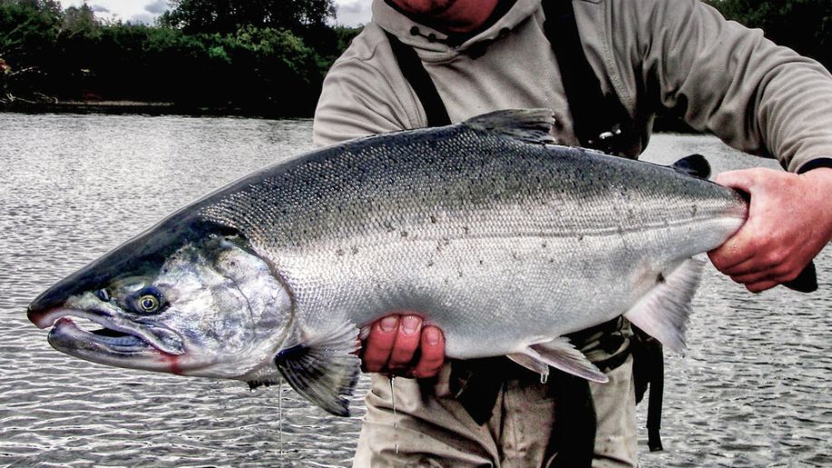 Coho Salmon (Silver Salmon)