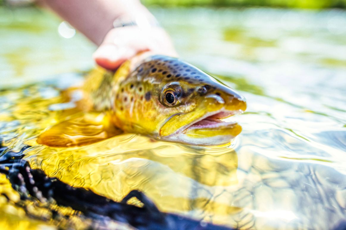 Healing Waters Lodge, Montana