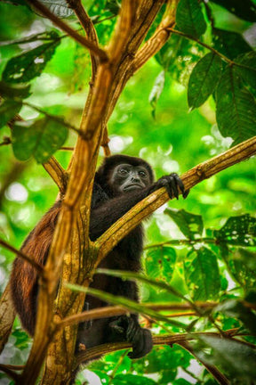 Quest of the Jungle Tarpon - Costa Rica