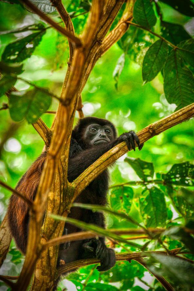Quest of the Jungle Tarpon - Costa Rica