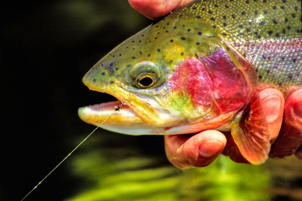 Lee’s Ferry Anglers, Arizona