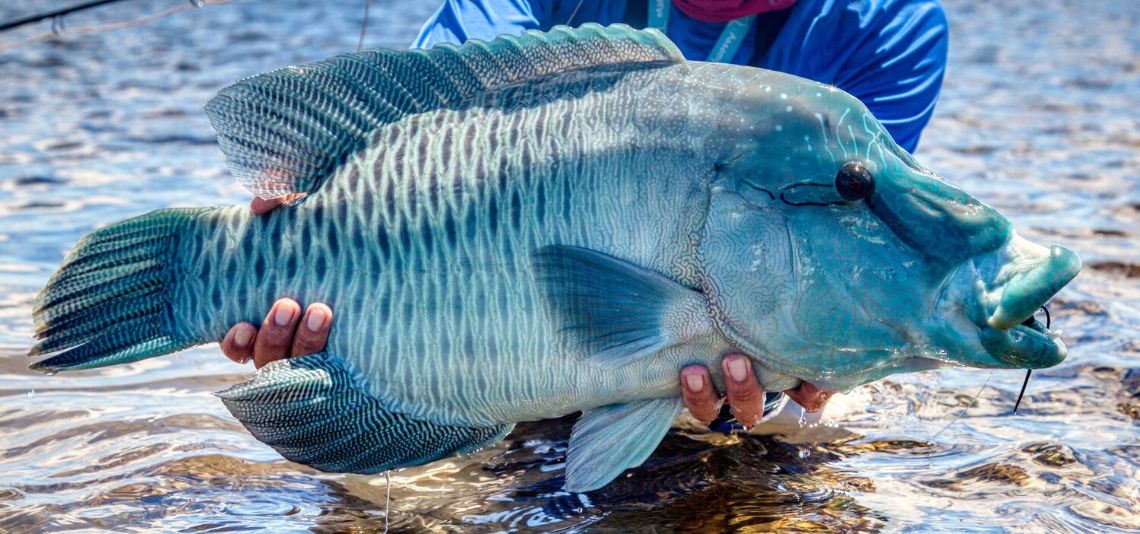 Napoleon Wrasse Or Humphead Humphead Wrasse Wikipedia