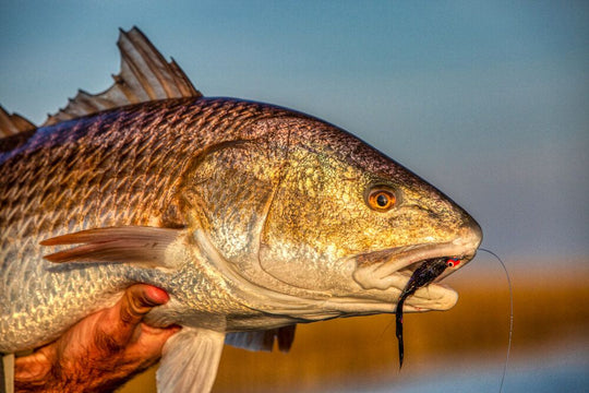 Redfish