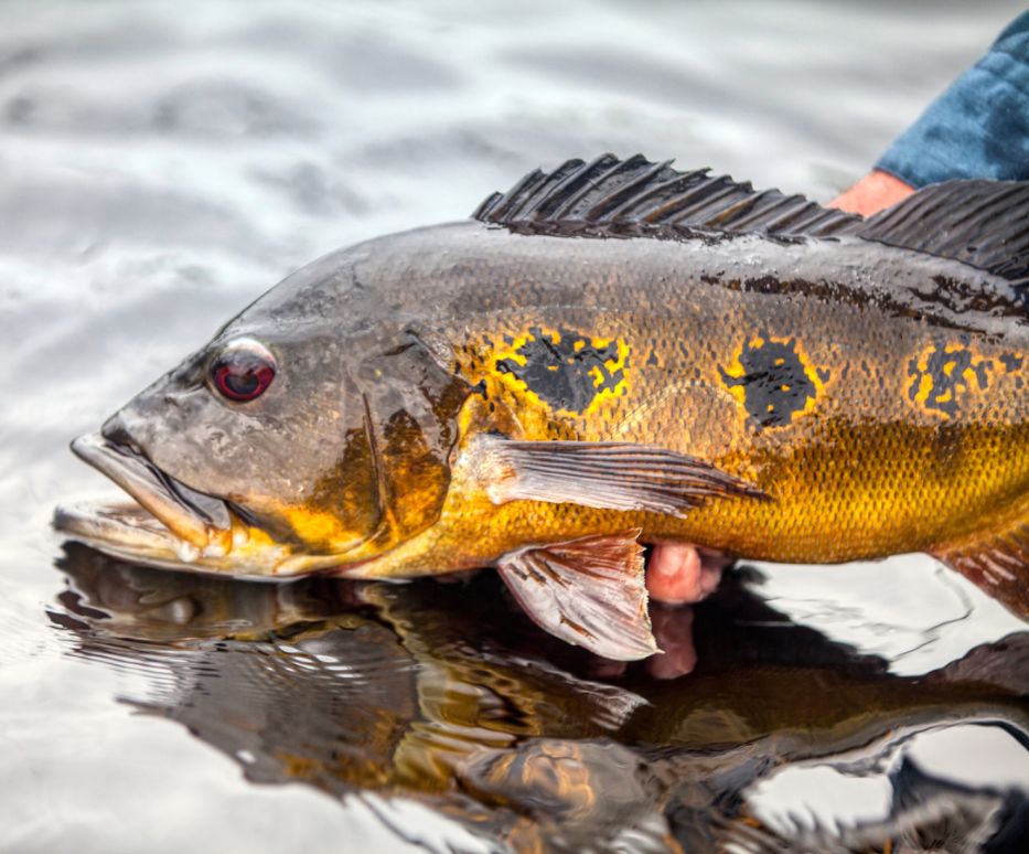 River Plate -Emu Outfitters, Brazil