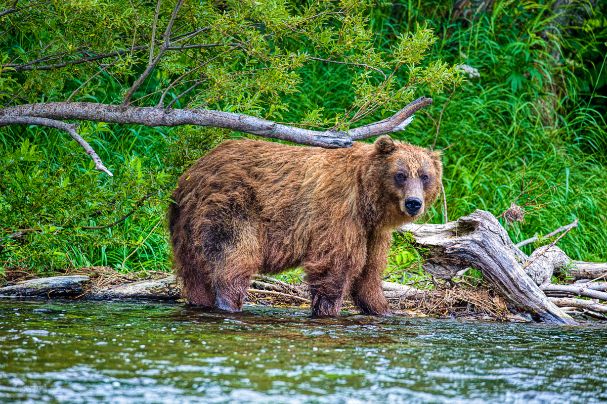 Savan River Lodge Float Trip, Kamchatka Russia