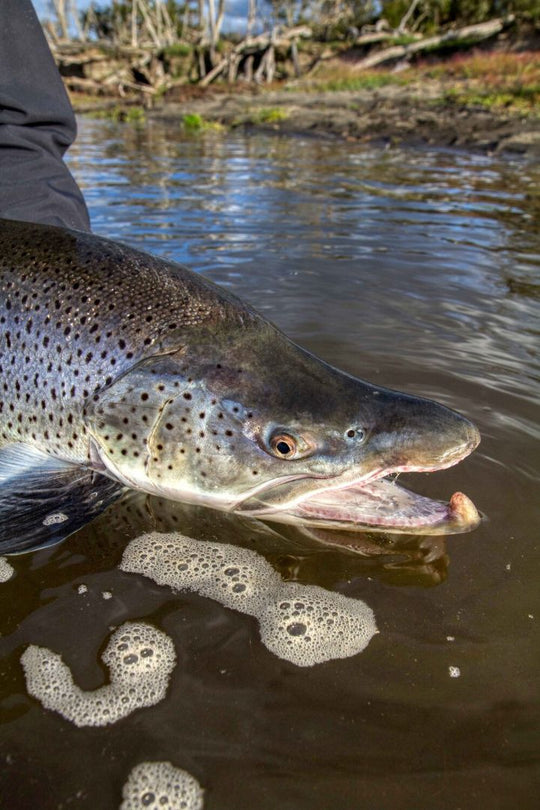 Sea Run Brown Trout