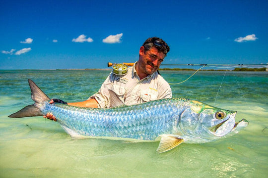 Tarpon