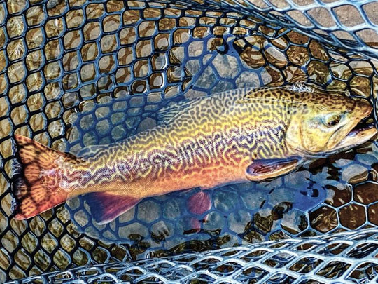 Tiger Trout